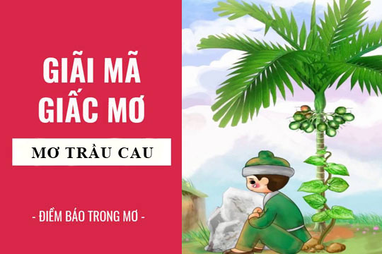 Giải mã giấc mơ thấy quả cau bí ẩn và điềm báo